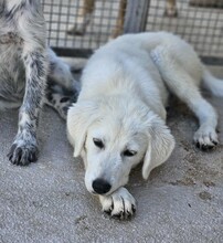 FIONA, Hund, Mischlingshund in Italien - Bild 12