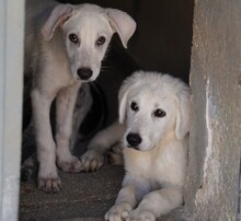 FIONA, Hund, Mischlingshund in Italien - Bild 13