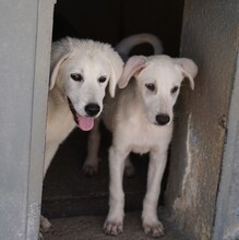 FIONA, Hund, Mischlingshund in Italien - Bild 14