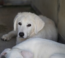 FIONA, Hund, Mischlingshund in Italien - Bild 15