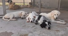 FIONA, Hund, Mischlingshund in Italien - Bild 16