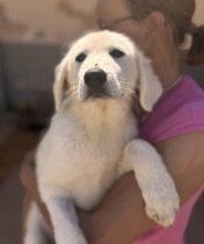 FIONA, Hund, Mischlingshund in Italien - Bild 17
