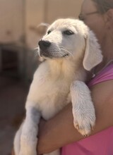 FIONA, Hund, Mischlingshund in Italien - Bild 18