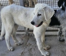 FIONA, Hund, Mischlingshund in Italien - Bild 19