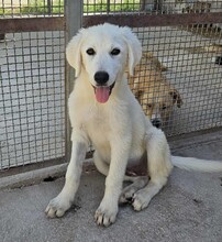 FIONA, Hund, Mischlingshund in Italien - Bild 2