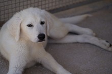 FIONA, Hund, Mischlingshund in Italien - Bild 20