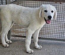 FIONA, Hund, Mischlingshund in Italien - Bild 3