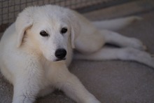 FIONA, Hund, Mischlingshund in Italien - Bild 4