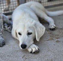 FIONA, Hund, Mischlingshund in Italien - Bild 5