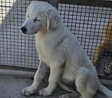 FIONA, Hund, Mischlingshund in Italien - Bild 6
