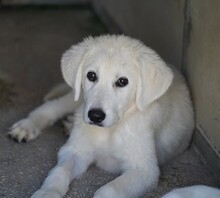 FIONA, Hund, Mischlingshund in Italien - Bild 7