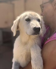 FIONA, Hund, Mischlingshund in Italien - Bild 8