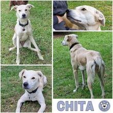 CHITA, Hund, Mischlingshund in Diemelstadt