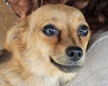 ABBY, Hund, Mischlingshund in Rumänien - Bild 1