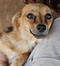 ABBY, Hund, Mischlingshund in Rumänien - Bild 2