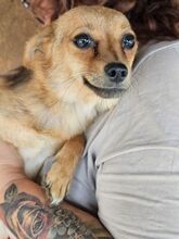 ABBY, Hund, Mischlingshund in Rumänien - Bild 3