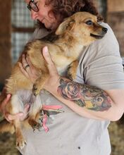 ABBY, Hund, Mischlingshund in Rumänien - Bild 4