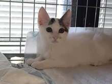 DILARA, Katze, Europäisch Kurzhaar in Bulgarien - Bild 1