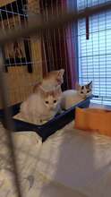 DILARA, Katze, Europäisch Kurzhaar in Bulgarien - Bild 10