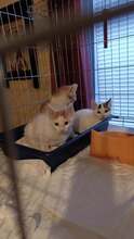 DILARA, Katze, Europäisch Kurzhaar in Bulgarien - Bild 11