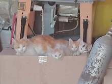 DILARA, Katze, Europäisch Kurzhaar in Bulgarien - Bild 12