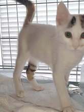 DILARA, Katze, Europäisch Kurzhaar in Bulgarien - Bild 2