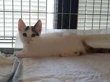 DILARA, Katze, Europäisch Kurzhaar in Bulgarien - Bild 3