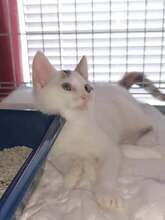 DILARA, Katze, Europäisch Kurzhaar in Bulgarien - Bild 4