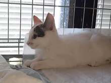 DILARA, Katze, Europäisch Kurzhaar in Bulgarien - Bild 5