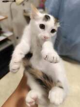 DILARA, Katze, Europäisch Kurzhaar in Bulgarien - Bild 6