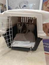 DILARA, Katze, Europäisch Kurzhaar in Bulgarien - Bild 9