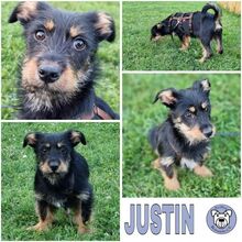 JUSTIN, Hund, Mischlingshund in Schöntal