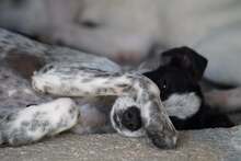 FLAVIA, Hund, Mischlingshund in Italien - Bild 10