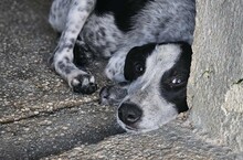 FLAVIA, Hund, Mischlingshund in Italien - Bild 11