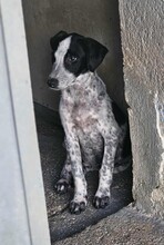 FLAVIA, Hund, Mischlingshund in Italien - Bild 12