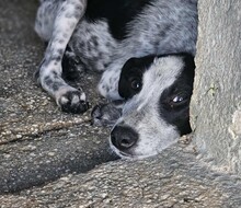FLAVIA, Hund, Mischlingshund in Italien - Bild 13