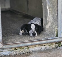 FLAVIA, Hund, Mischlingshund in Italien - Bild 14