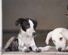 FLAVIA, Hund, Mischlingshund in Italien - Bild 15