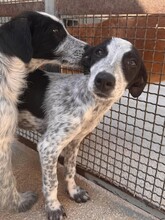 FLAVIA, Hund, Mischlingshund in Italien - Bild 16