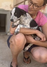 FLAVIA, Hund, Mischlingshund in Italien - Bild 17