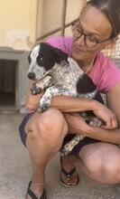 FLAVIA, Hund, Mischlingshund in Italien - Bild 18