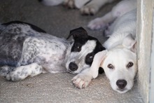 FLAVIA, Hund, Mischlingshund in Italien - Bild 19