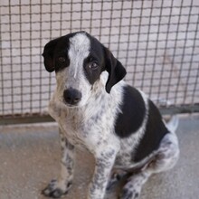 FLAVIA, Hund, Mischlingshund in Italien - Bild 2