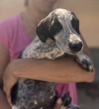 FLAVIA, Hund, Mischlingshund in Italien - Bild 20
