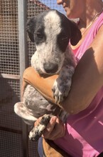 FLAVIA, Hund, Mischlingshund in Italien - Bild 21