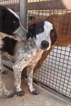 FLAVIA, Hund, Mischlingshund in Italien - Bild 22
