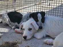 FLAVIA, Hund, Mischlingshund in Italien - Bild 23