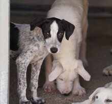 FLAVIA, Hund, Mischlingshund in Italien - Bild 3