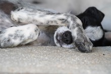 FLAVIA, Hund, Mischlingshund in Italien - Bild 4