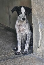 FLAVIA, Hund, Mischlingshund in Italien - Bild 5